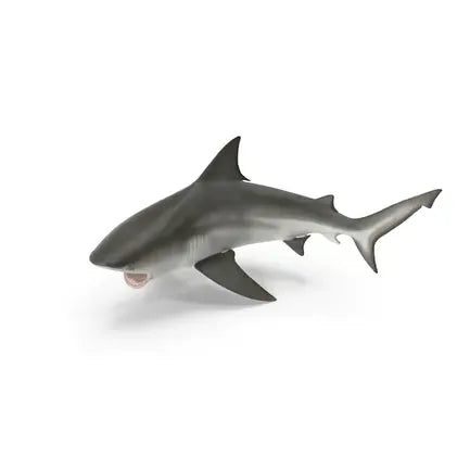 Carcharhinus Leucas Shark