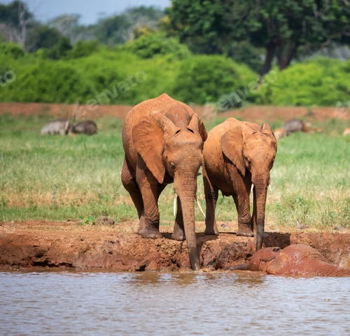 A Beautiful Namibia Wildlife Place in the World in Picture