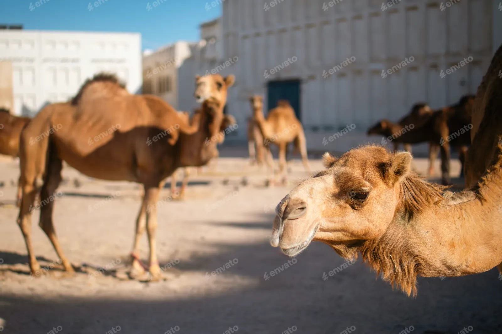 Herd of camels in Doha in Qatar