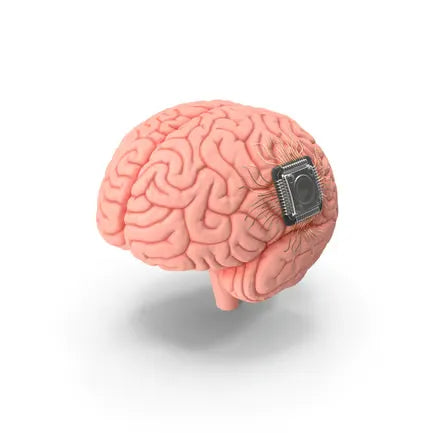 Human Brain With Implanted Microchip