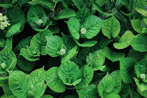 close up of hydrangea leaves with twilight light. green leaves background