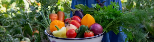 little girl freshly picked vegetables in a bowl. Selective focus