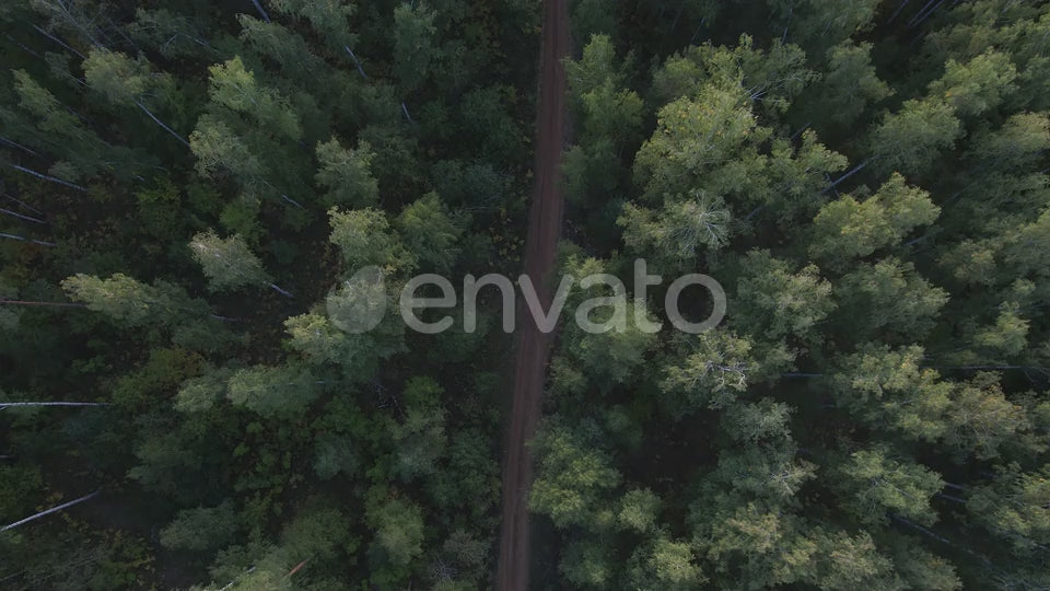 Forest Dirt Road