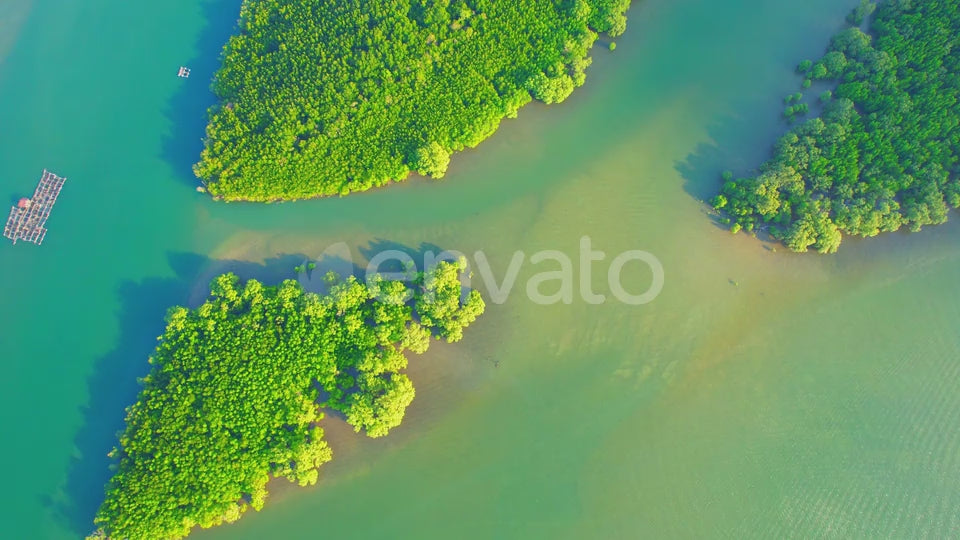 Green mangrove forests islands